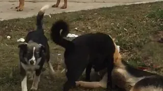 Отлов был давно: бродячие собаки напали на супермаркет в Пронске