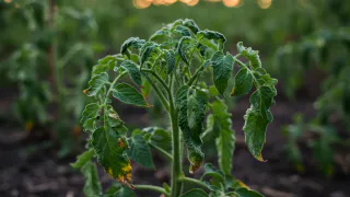 Если томаты скрутили листья — срочно применяем это: 15 г на 10 л воды и сразу под корень