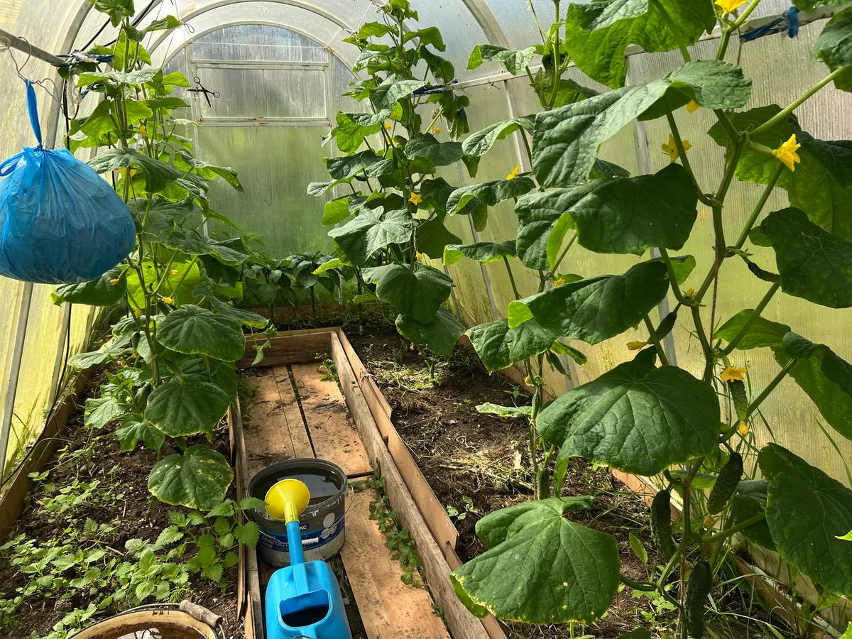 Депутат Оглоблина разъяснила ситуацию с новыми правилами для дачников