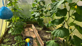 Депутат Оглоблина разъяснила ситуацию с новыми правилами для дачников