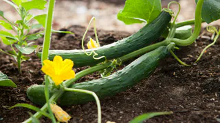 Огурцы дадут крупнейший урожай: добавляю 1 ложку под корень — плоды будут появляться до октября