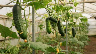 Кладем 2 таблетки в лунку – огурцы растут хрустящие и ярко-зеленые: по 12 кг с куста