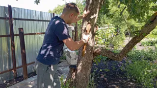 Опасное соседство: Еще Мичурин 87 лет назад призывал не сажать в саду, на огороде и возле дома 6 этих вредных деревьев