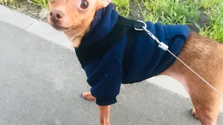 В России введут штрафы за выгул собак без намордников