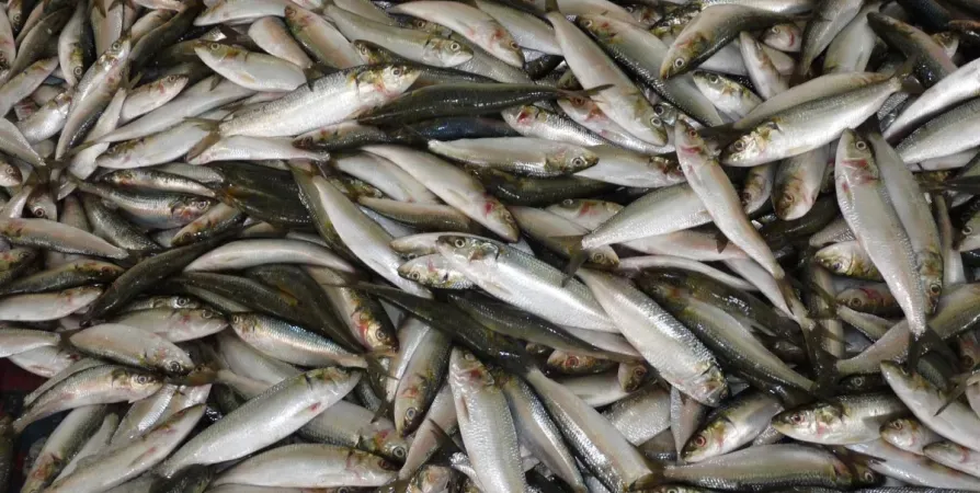 Готовлю мойву как в ресторане: неотразимый вид затмит дорогую рыбу — выглядит сверх аппетитно