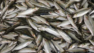 Готовлю мойву как в ресторане: неотразимый вид затмит дорогую рыбу — выглядит сверх аппетитно