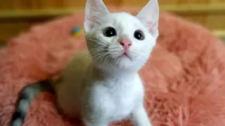 Дай лапку: Сима, Снежок и Жуля в поисках нового дома