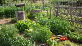 Закопала лавровый лист в огороде — и душа спокойна: делаю так каждую весну — эффект радует много лет