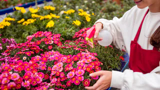 Цветочные открытия: от потрясающих кустарников до необычных петуний —  5 идей для вашего сада