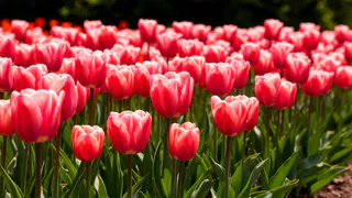 Тюльпанам перед цветением — строго обязательно: 2 добавки на ведро произведут фурор — совет опытного агронома  