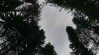 В Коми медведь вышел на улицы города