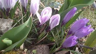 Эффектные многолетники для самых ленивых: цветут богато целое лето и не требуют к себе внимания