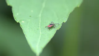 От укуса клеща в Челябинской области пострадало более 300 детей