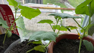 Чем в Китае подкармливают огурцы "для себя", а не для продажи: повторил их способ и теперь отгружаю урожай тачками