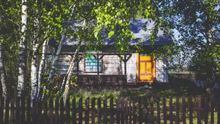 Хуже борщевика: как вредное растение из Америки захватывает Россию — защищайте от него свой дачный участок