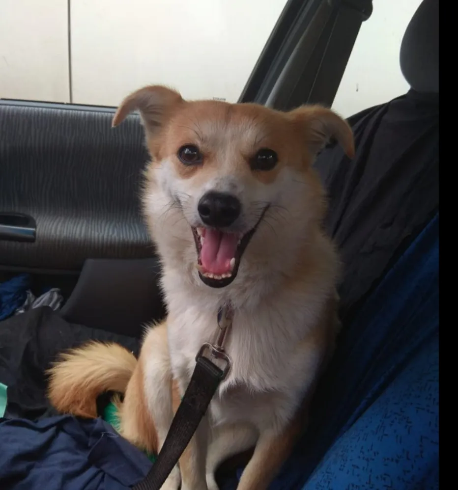 Дай лапку: Айя, Юта и Филимон в поисках хозяев