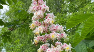 Растут практически без ухода – многолетний цветник для ленивых: идеальное решение для сада