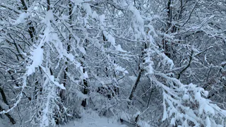В Рязанской области задержаны подозреваемые в убийстве косули аккумулятором