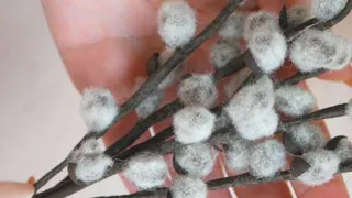 Приметы и запреты 21 марта: веточками вербы принято было слегка ударять детей...