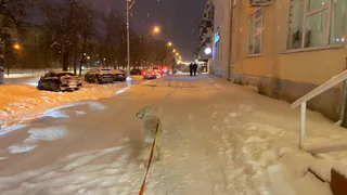 Пензячка обратилась в соцсети за помощью в борьбе с нерадивыми собачниками