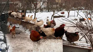 Купили списанных кур с птицефабрики - вид у них был жуткий: вот что произошло через месяц