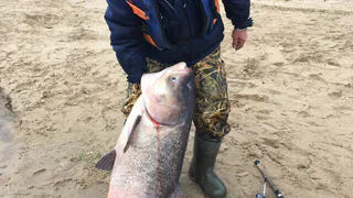 "Мы чистили её часа три", - рыбак из Полян рассказал как боролся c 49-килограммовым толстолобиком