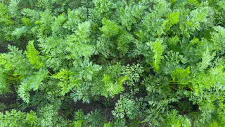 С конца июля в лейку — первым делом: поливаю морковь интересным раствором — корнеплоды получаются без трещин и толстые