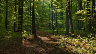 На территории Киржачского района незаконно вырубили лес на 200 000 рублей