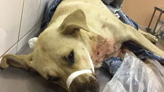 В Приокском неизвестные расстреливали собак