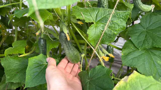 Четыре гибрида огурцов прошли сезонное испытание в одной теплице – вот честные цифры урожайности каждого