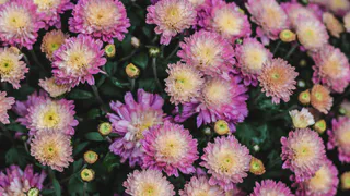 Астры всходят густой «щёткой» — нужно лишь правильно посеять: так делают опытные дачники