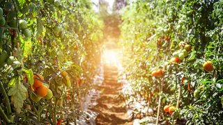 Чахлая рассада томатов станет коренастой, а листья темно-зелеными: секретная подкормка