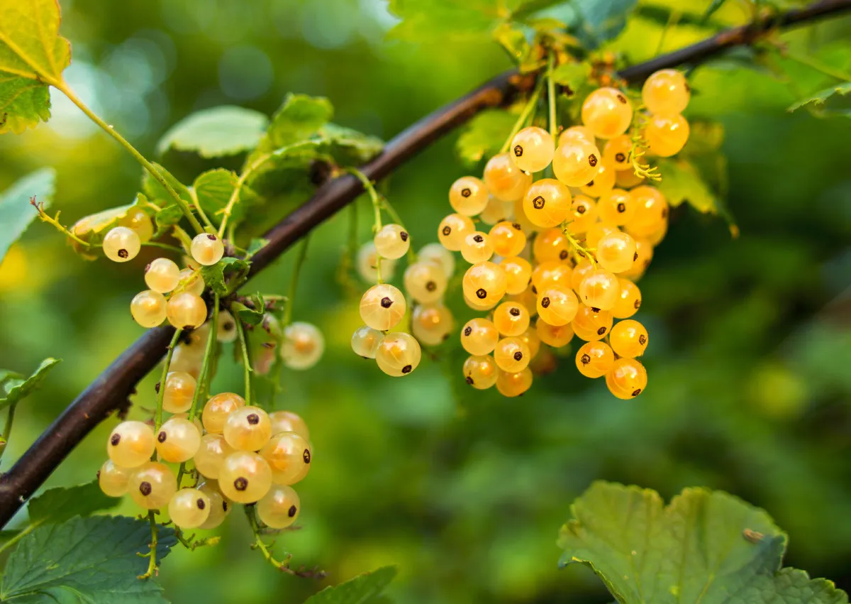 Смородина огромная, ягод видимо-невидимо: 4 секретных правила – рекомендует агроном
