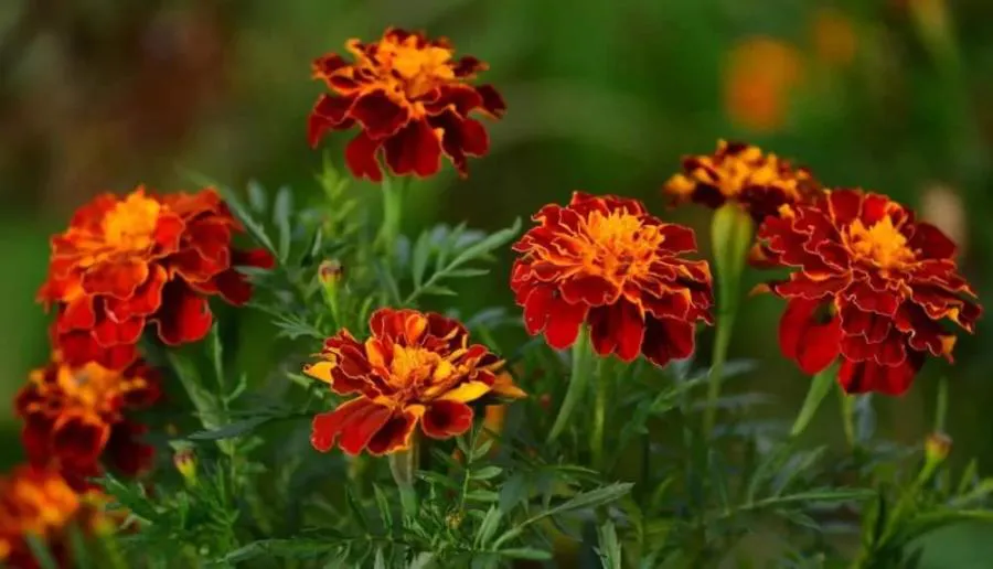 Назван универсальный борец с вредителями на огороде