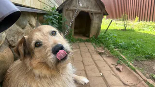 Под Рязанью намерены открыть новый приют для бездомных животных в 2027 году