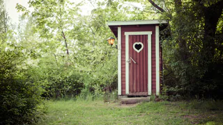 Это дерево вмиг осушит выгребную яму: дачники забывают об откачке на десятки лет