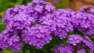 Этот дивный многолетник - королева сада: цветет красивыми лиловыми гроздьями и пахнет свежим медом на всю округу