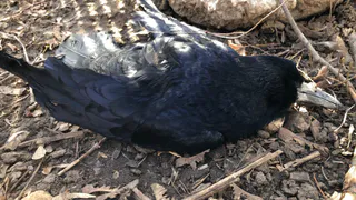 Проводят дезинфекцию: в Рязани ввели карантин по хламидиозу птиц