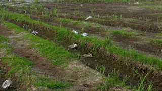 Жители Рязани обнаружили десятки метровых чаек в пойме реки Трубеж