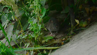 На улице Интернациональной бегает стая крыс. Видео