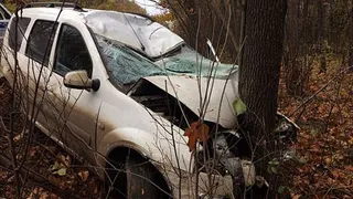 Возле Нижнекамска водитель сбил лося