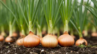 Избавилась от мушек в луке и цветах за 1 день с помощью винной пробки: работает лучше химии