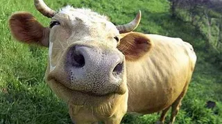 Рязанская область «взяла бронзу» в рейтинге самого слабого роста цен на говядину