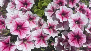 10 граммов в воду — и петунии цветут ярким ковром до самых заморозков: благоухают на 1 километр вокруг