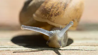 2 таблетки в воду — и слизни «разорваны в клочья»: чем обрабатывать рассаду после высадки в землю