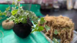 Уже зимой покупаю рассаду на сад мечты: 12 цветов-спринтеров - растут за лето как на дрожжах и цветут божественно