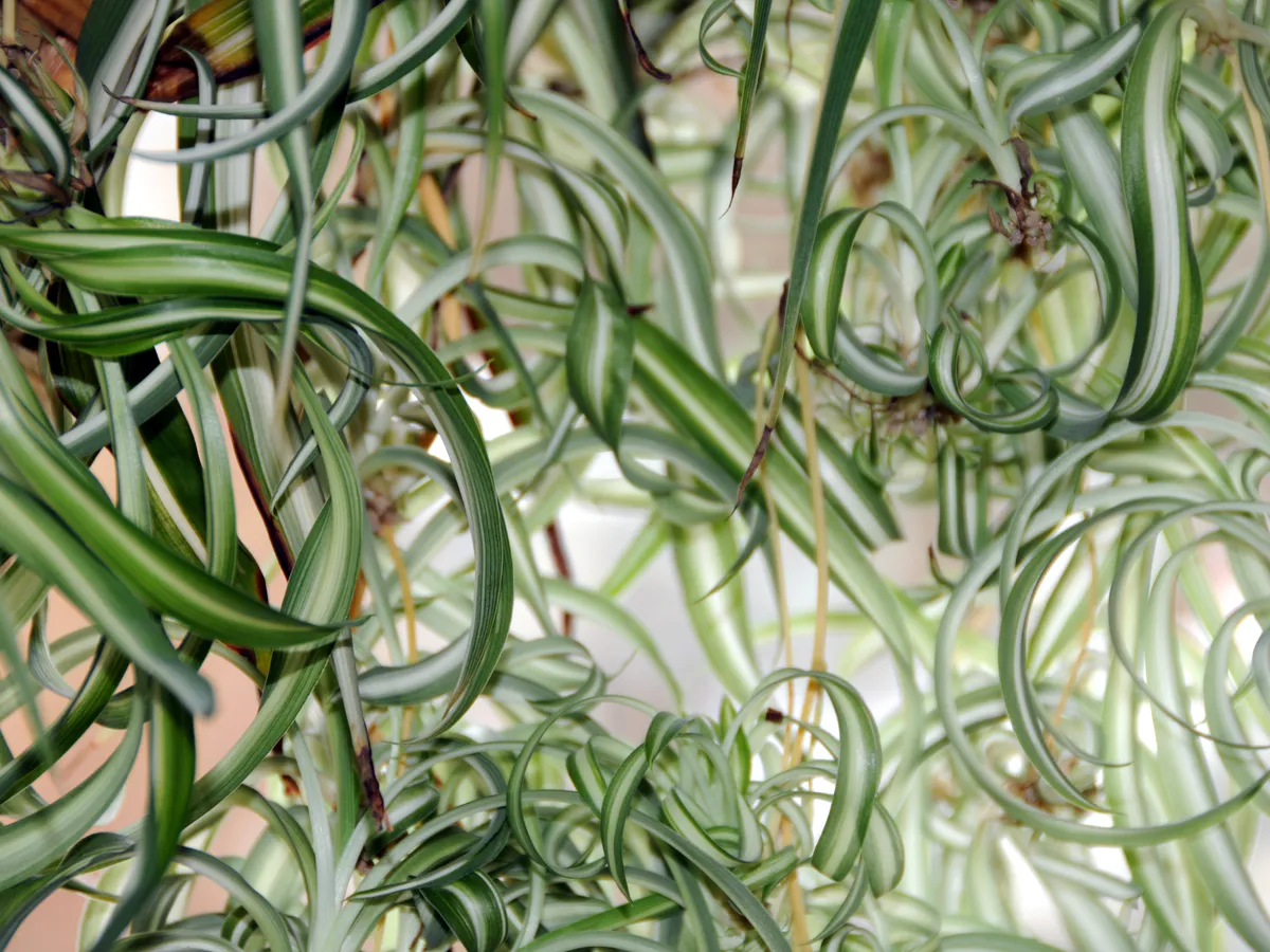 Развела эти витамины в воде — растения ожили на глазах: результат превзошёл все ожидания