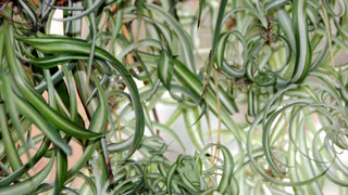 Развела эти витамины в воде — растения ожили на глазах: результат превзошёл все ожидания