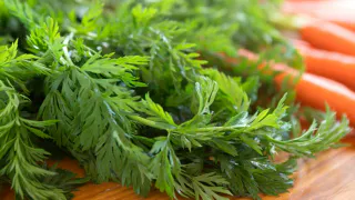 Обычно выкидываю, а зря: как превратить морковную зелень в целебный напиток — вкусно, полезно и дармовой продукт