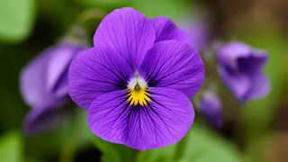 Для пышного цветения фиалке — обязательно: 1 гр. на литр воды — и шапки объемнее кудрей Пушкина